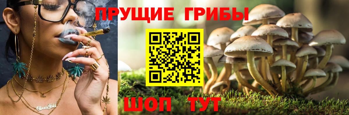 Галлюциногенные грибы мицелий  Вход с VPN  Галлюциногенные грибы Psilocybe  Кузнецк 